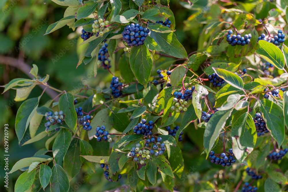 Sticker Blue Silky Dogwood Berries Growing On The Shrub in August