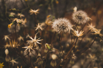 Obraz premium Dried wildflowers with thorns, wild plants, weed in wild environment. Nature, abstract warm landscape in summer golden hour. Amazing natural wallpaper with sepia brown filter. Sunny garden flowers.