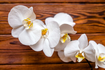 A branch of white orchids on a brown wooden background