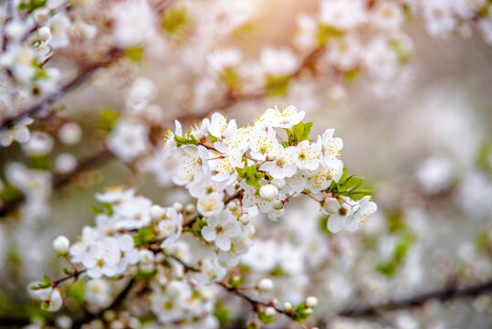 Cherry blossom branch in the garden in spring
