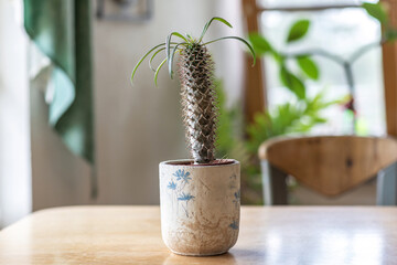 Indoor house plants: Portrait of a madagascar palm plant, Pachypodium lamerei