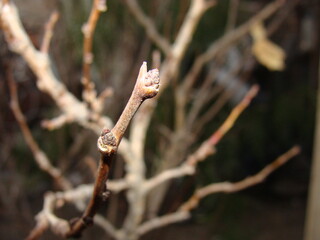 Fototapeta premium buds of a tree