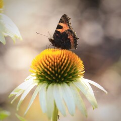 Rusałka pokrzywnik polski motul siedzi na jeżowce. Kwiat i motyl w ogrodzie
