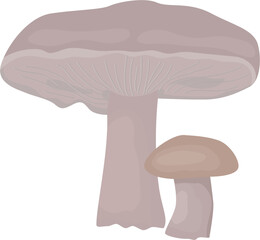 mushrooms fungi Illustration 