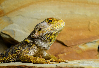 bearded dragon lizard on brown stones close-up