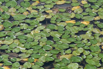 Carpet of Green water lilly pads