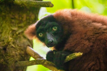 brown lemur on green tree closeup looking at camera © Elena