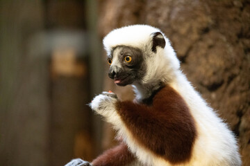 Verreaux's sifaka white looking at camera