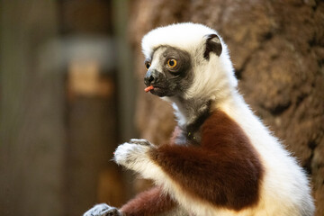Verreaux's sifaka white looking at camera