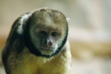 White-faced capuchin monkey closeup eating in zoo