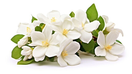 Fototapeta premium white flowers isolated on white. Generative Ai. 