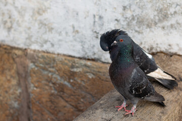 Photograph of domestic pigeons or common pigeons (Columba livia).