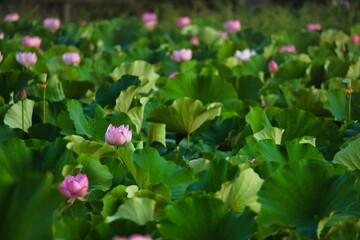 Obraz na płótnie Canvas Akita, Japan - July 29, 2023: Lotus flower pond at Sensyu park in Akita, Japan 