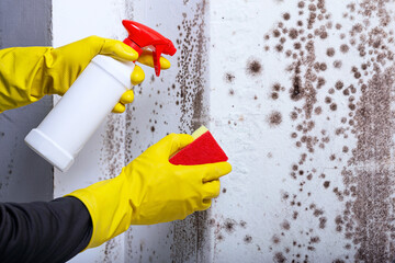 Cleaning the wall with the help of a sprayer from spots of toxic mold and fungus bacteria. Concept...