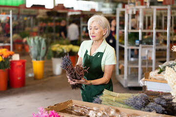 Elderly woman, hostess of the flower market, collects lavender in a bouquet
