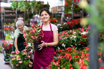 Fototapeta premium Smiling skilled asian female florist engaged in cultivation of plants of Begonia Big in greenhouse