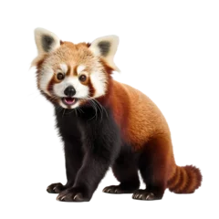 Foto op Plexiglas red panda isolated on transparent background © PawsomeStocks