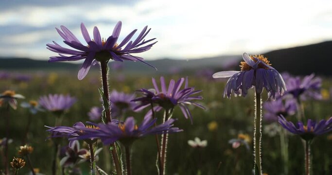 Tatarian Aster flowers blooming in high altitude grassland, China