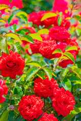 北海道　岩見沢　バラ園の風景