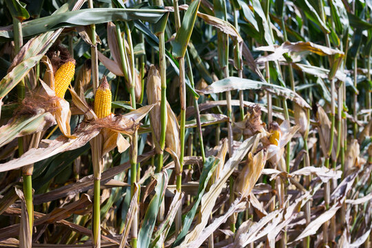 Ears of ripe corn growing on stalks in the field. Close-up image