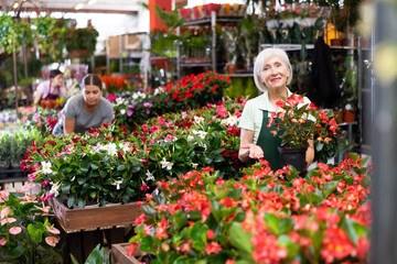 Friendly female flower market seller demonstrates potted flowers begonia big