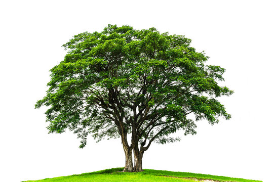 Green tree isolated on white background. Exotic tropical tree