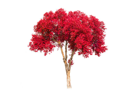 Red Tree Images Browse 5 921 513 Stock Photos Vectors and