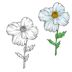 Two poppy flowers. Isolated flowers as a design elements. Hand drawn sketch style. Line art. Ink drawing. Nature illustration on white.