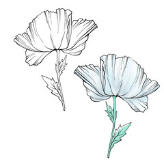 Two poppy flowers. Isolated flowers as a design elements. Hand drawn sketch style. Line art. Ink drawing. Nature illustration on white.