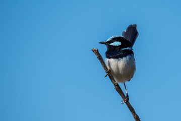 Superb Fairywren.