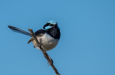 Superb Fairywren on branch.