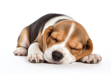Cute Beagle puppy dog sleepy isolated on white background. Generative ai.