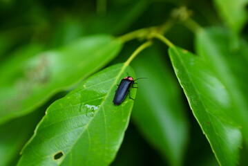 葉っぱで休む可愛いホタル