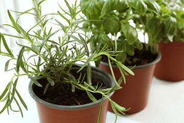 Different fresh potted herbs on windowsill indoors, closeup