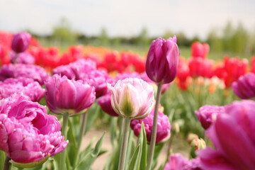 Beautiful colorful tulip flowers growing in field