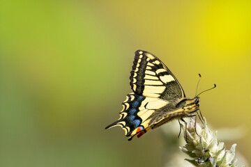 A common yellow swallowtail on green wildflower collect nectar. Papilio machaon.