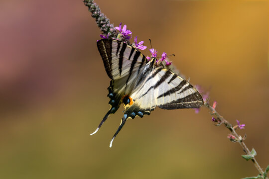 A Scarce swallowtail isolated on purple flower. Butterflies in Greece. Iphiclides podalirius.