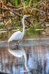 Naklejka premium Snowy Egret at Presque Isle State Park