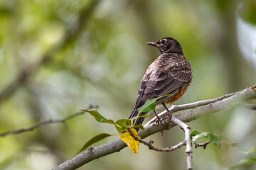 young robin sitting on a branch