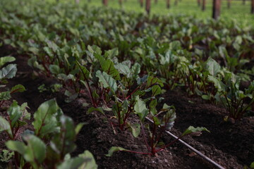 Produccion de plantas de remolacha en finca de agricultores organicos