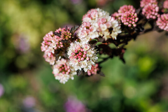 Pink and white ninebark or physocarpus opulifolius flowers blooming close up