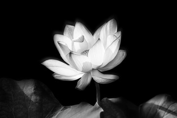 Lotus flower beautiful blossom in monochrome 