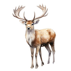Fototapeta premium reindeer