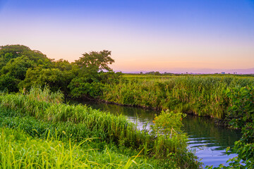 夕暮れ時の草原