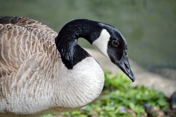 country goose on the beach