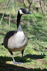 country goose on the beach