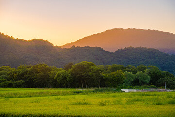 夕暮れ時の畑