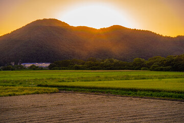 夕暮れ時の畑