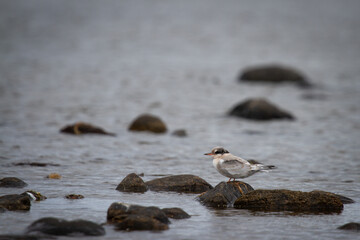 Juvenile arctic tern, Sterna paradisaea, sitting on a rock surrounded by water on an overcast day in Arviat, Nunavut, Canada