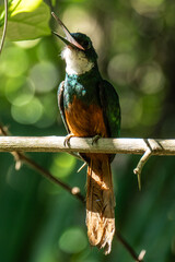 The rufous-tailed jacamar (Galbula ruficauda) is a near-passerine bird which breeds in the tropical New World in Brazil	